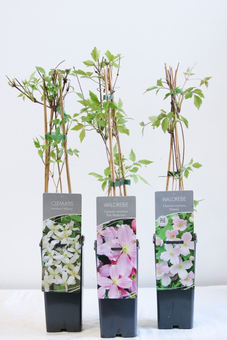 Clematis montana i sorter C7,5 (7,5 liters kruka) 150-200 cm