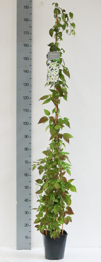 Clematis montana i sorter, C5 (5 liters kruka) / 23 cm kruka, 100-125 cm