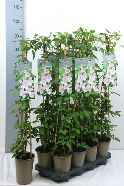 Clematis mont. &