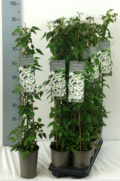 Clematis mont. wilsonii 60-100 cm, 17 cm kruka
