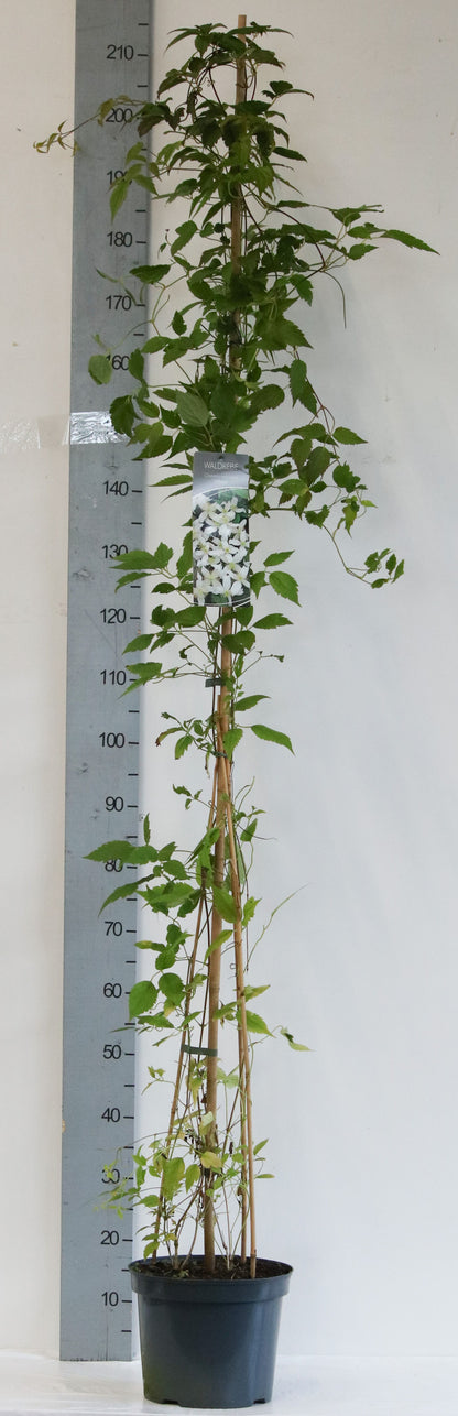 Clematis mont. wilsonii C7,5 (7,5 liters kruka) 150-200 cm