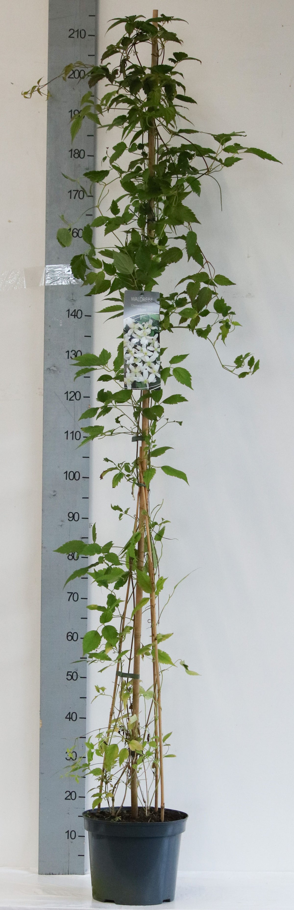 Clematis mont. wilsonii C5 (5 liters kruka) / 23 cm kruka 100-125 cm