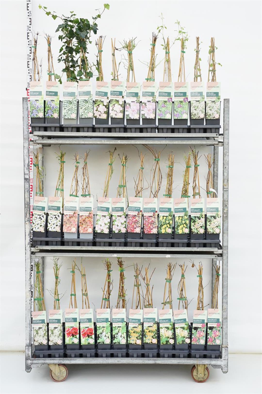 Klätterväxter Natur i sorter - C2/P17 40-60 CM 3 STICK