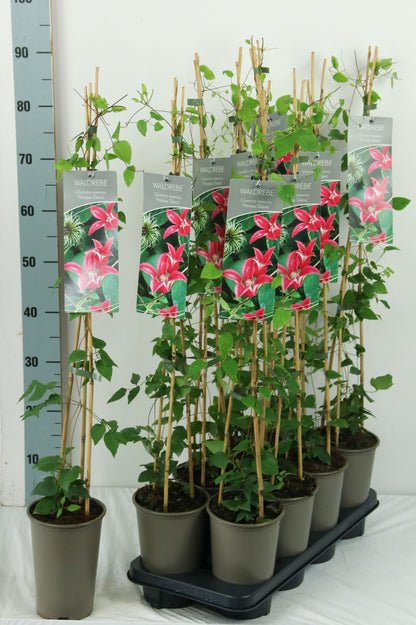 Clematis &