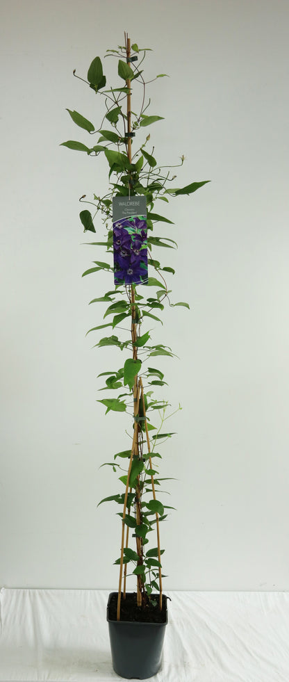 Clematis &