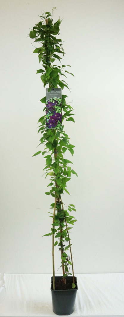 Clematis &