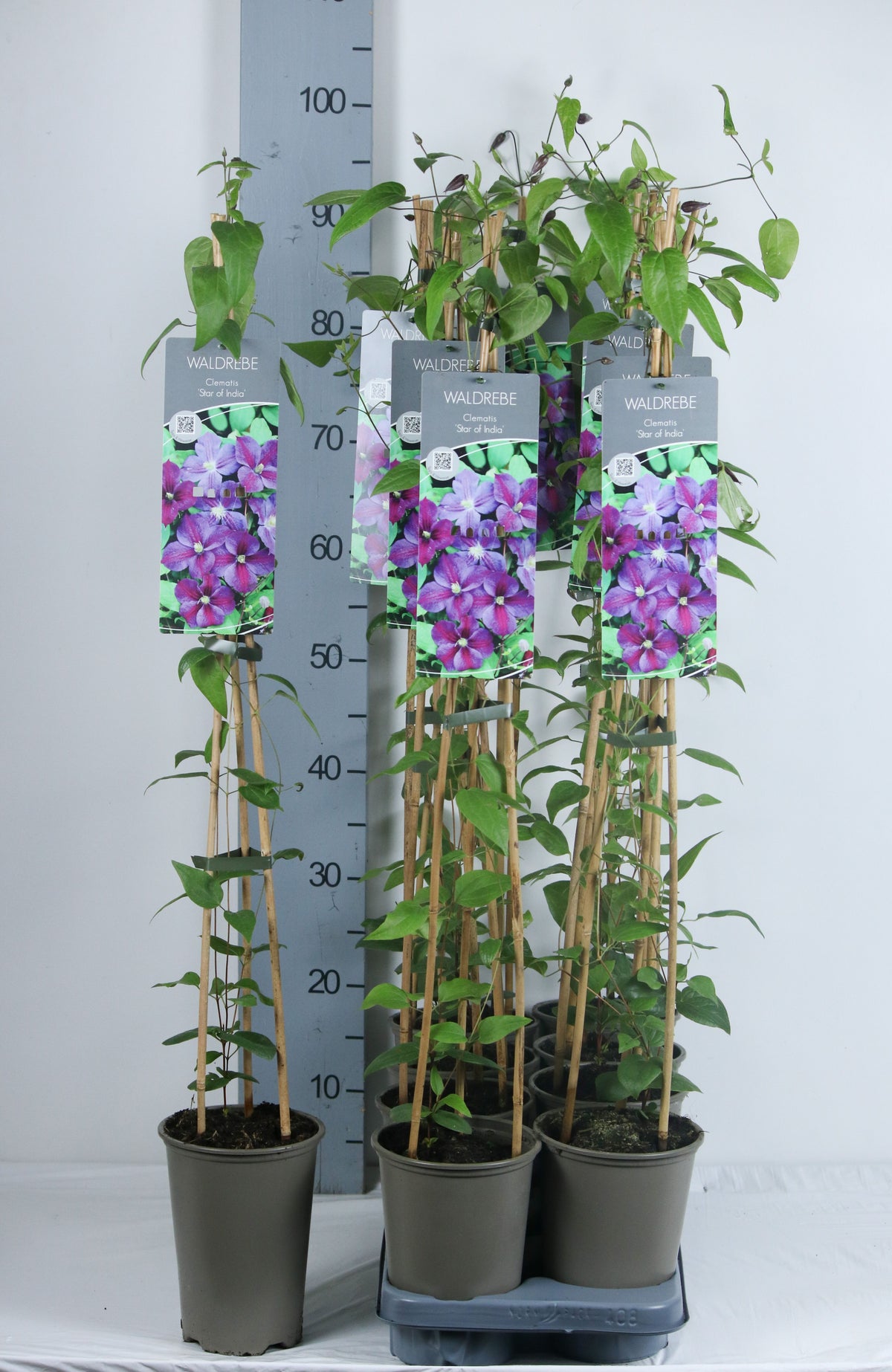 Clematis &