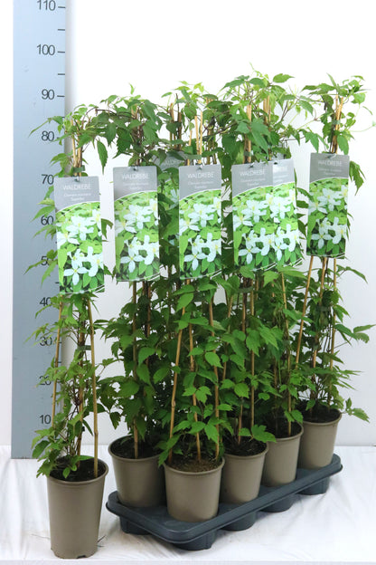 Clematis &