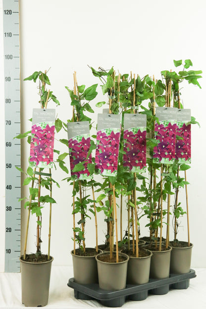 Clematis &