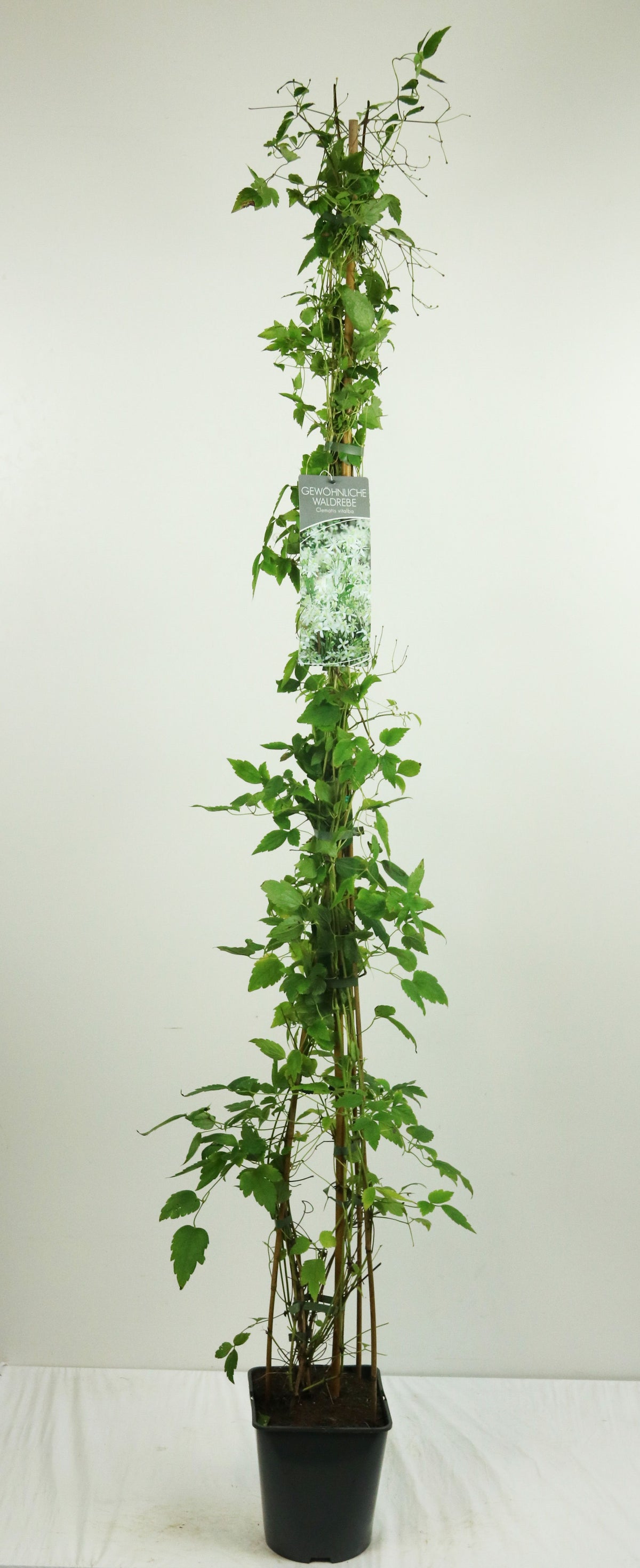 Clematis vit. &