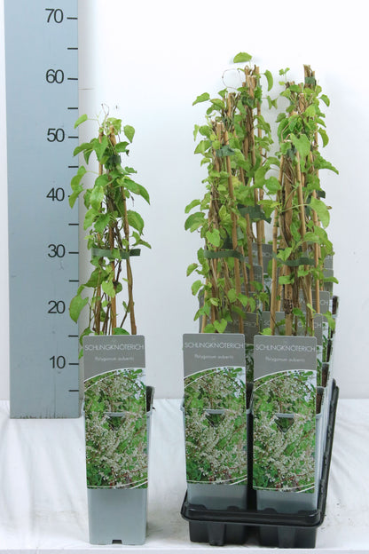 Fallopia aubertii C2 (2 liters kruka) 40-60 cm (3 käppar)