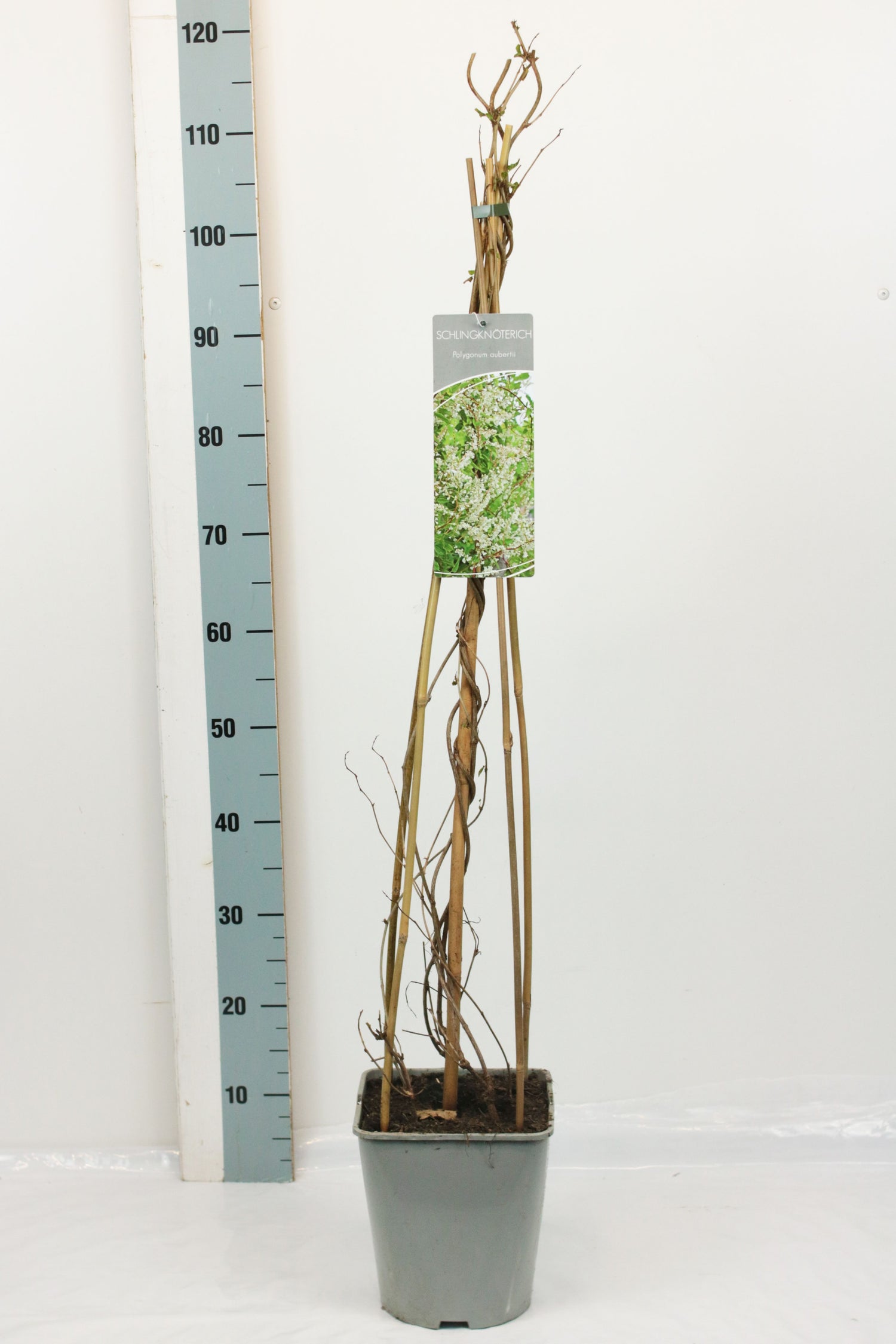 Bokharabinda aubertii - C5/P23 80-100 CM