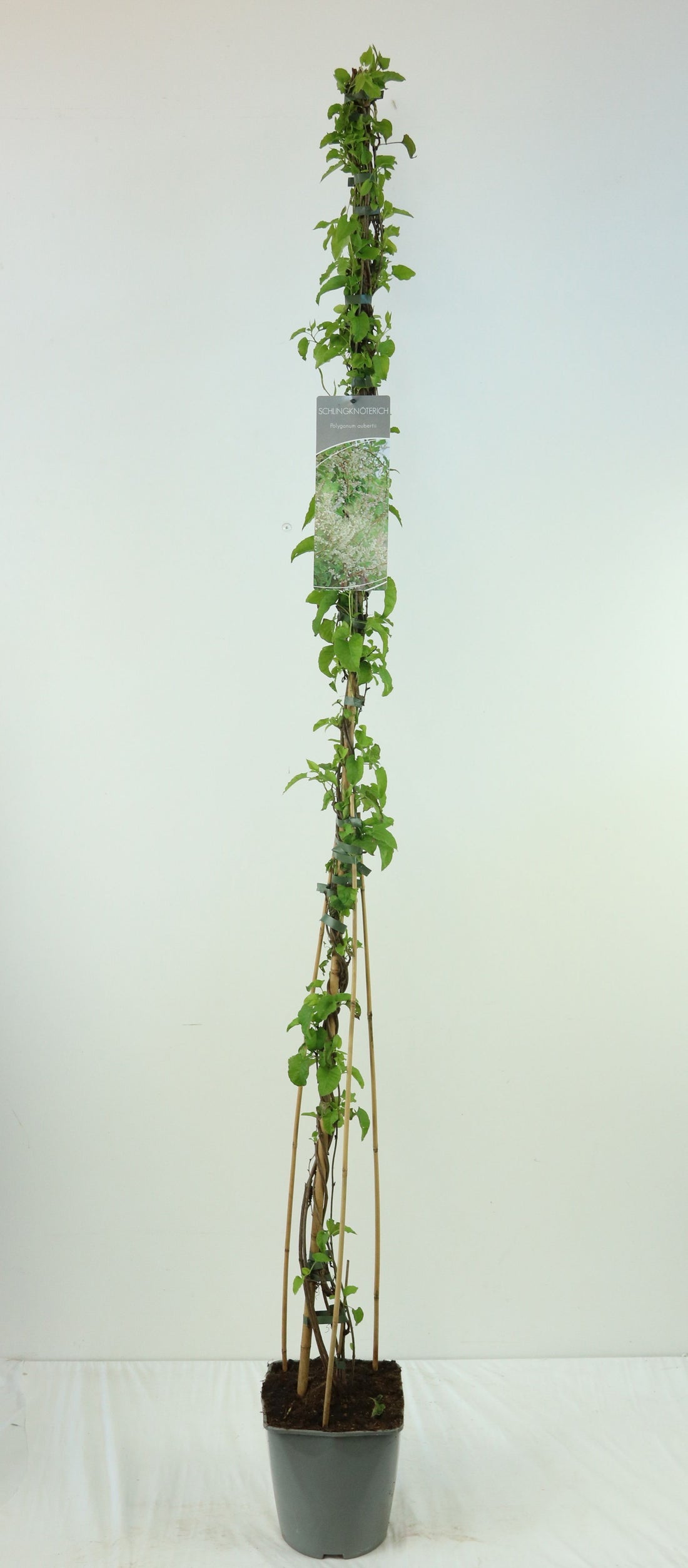 Bokharabinda aubertii - C5/P23 100-125 CM