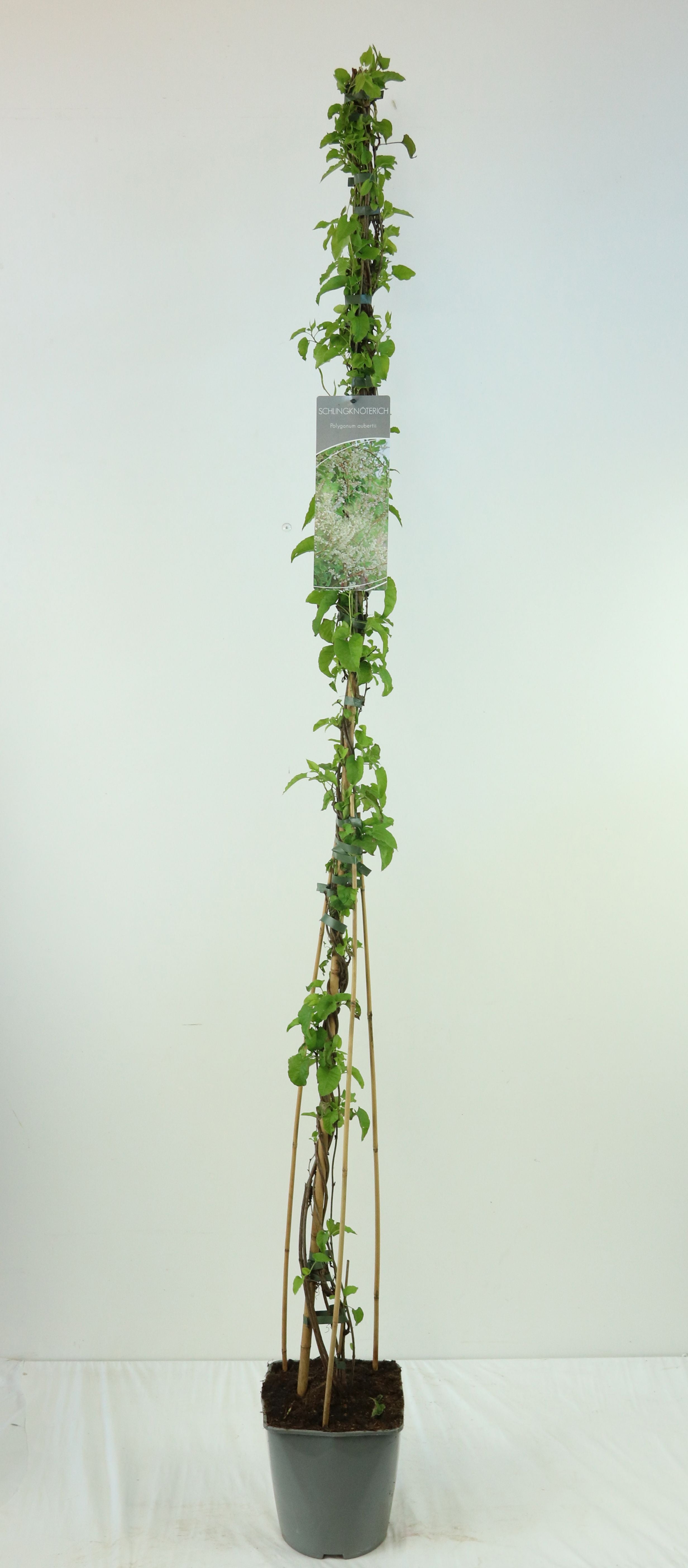Bokharabinda aubertii - C5/P23 100-125 CM