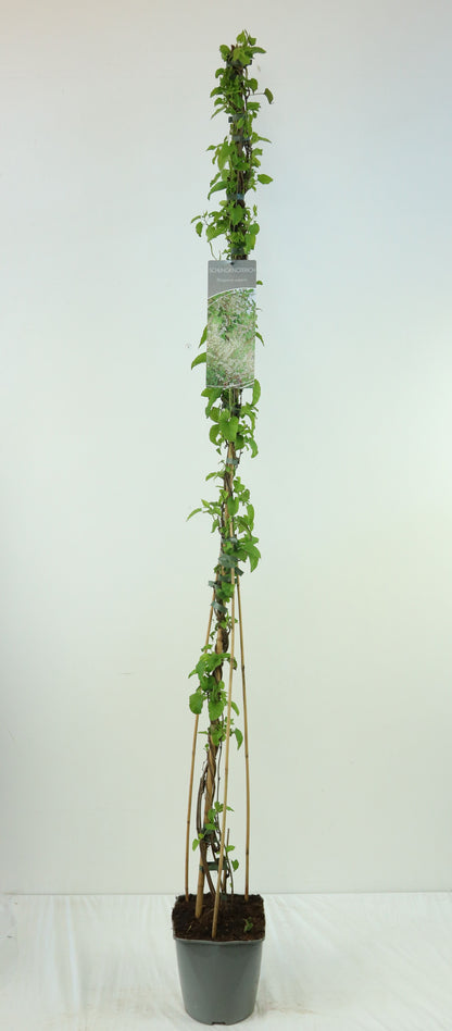 Fallopia aubertii C5 (5 liters kruka) 100-125 cm