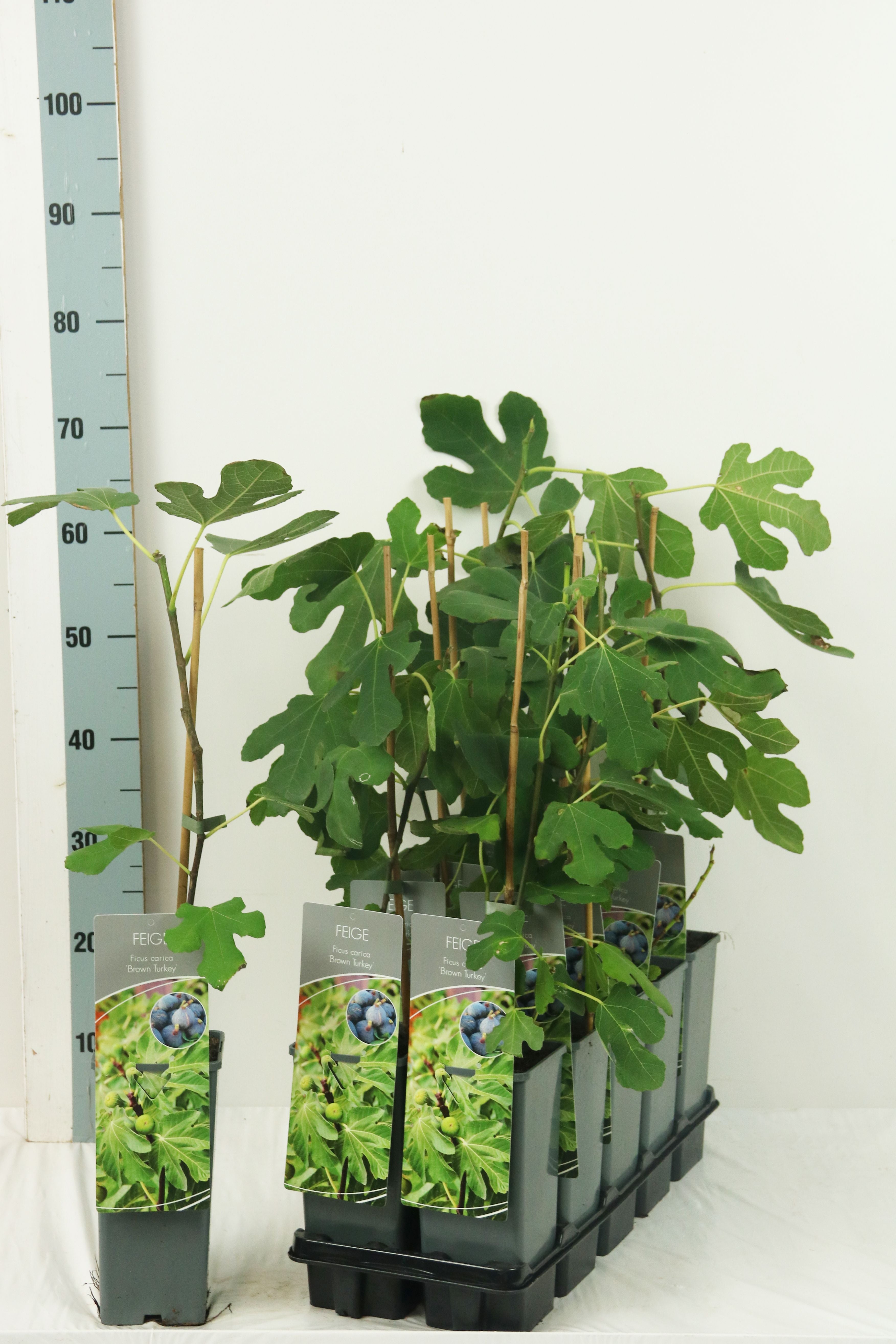 Ficus carica &