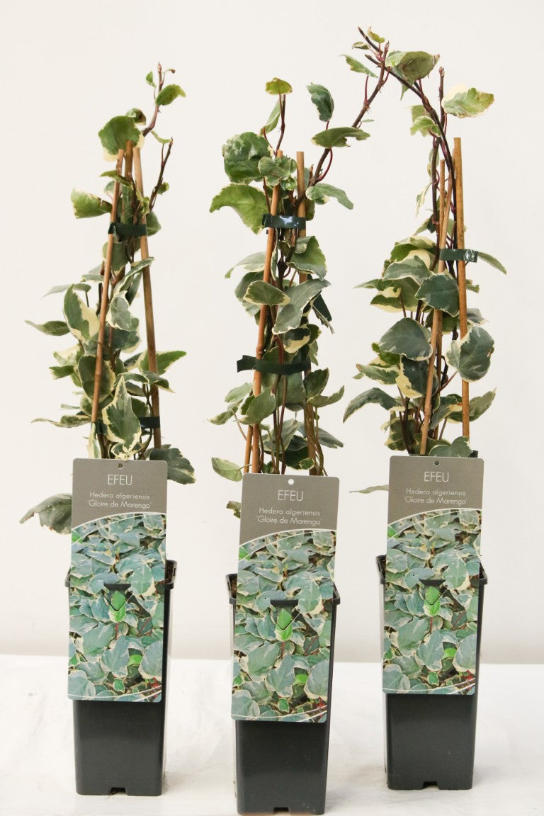 Hedera alg. &