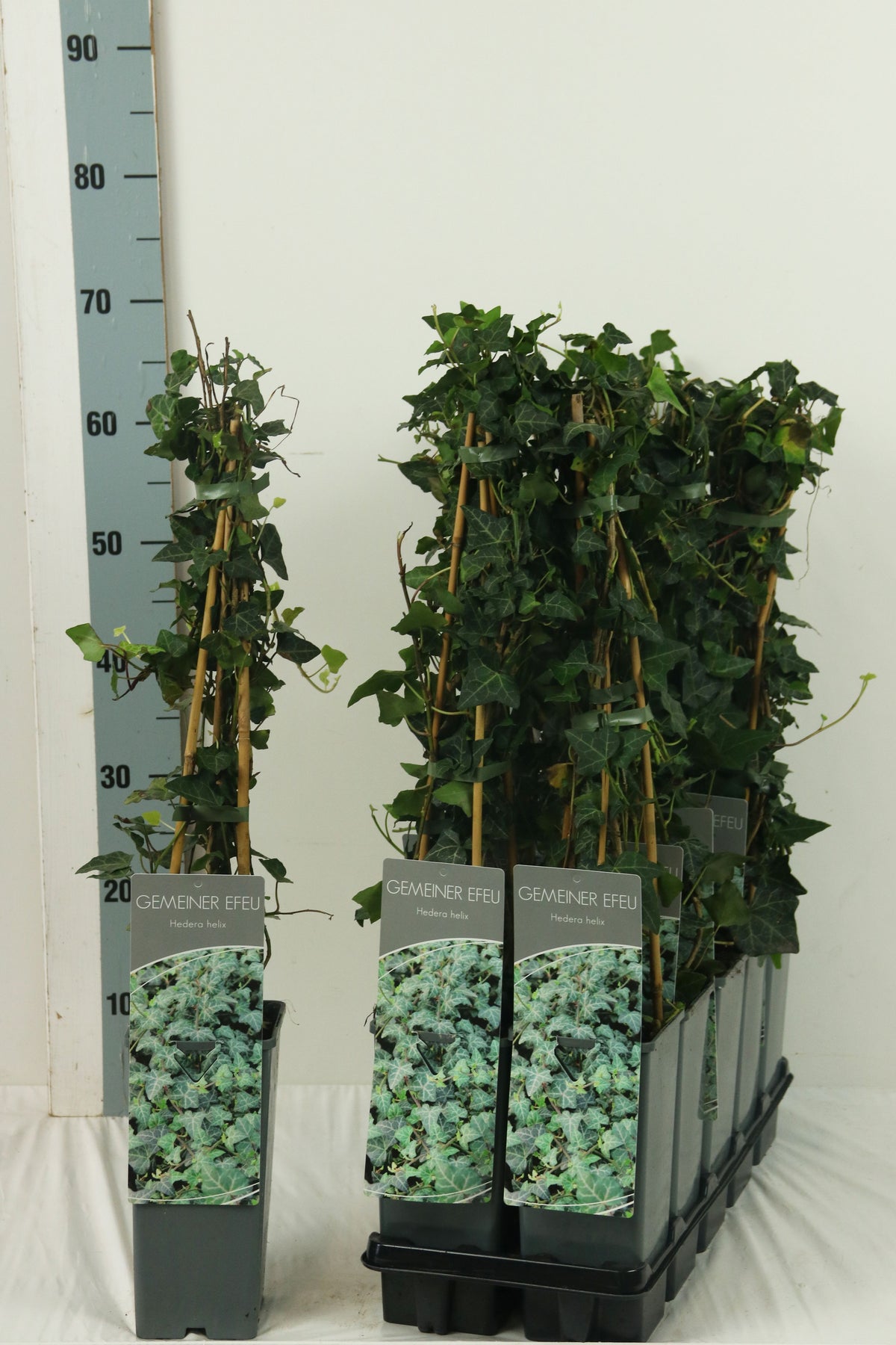 TW-2742485