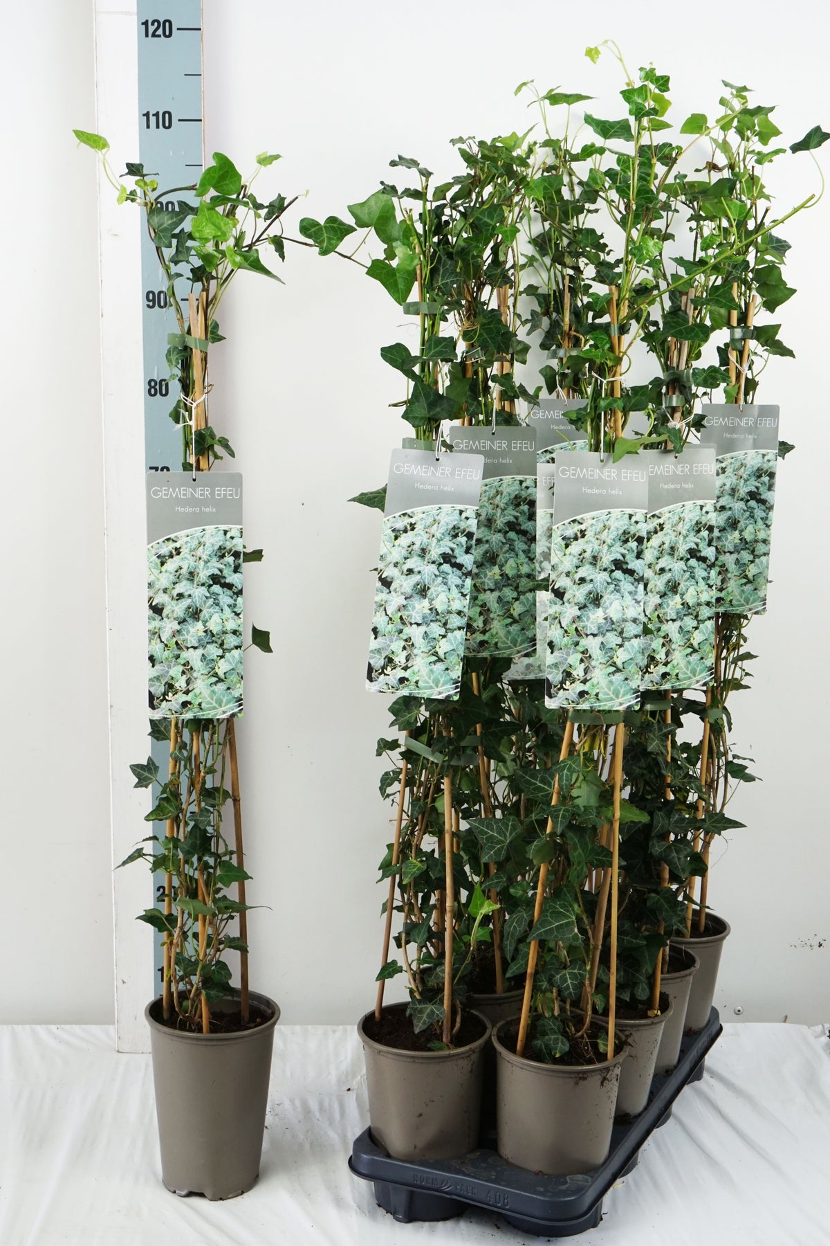 TW-2742486