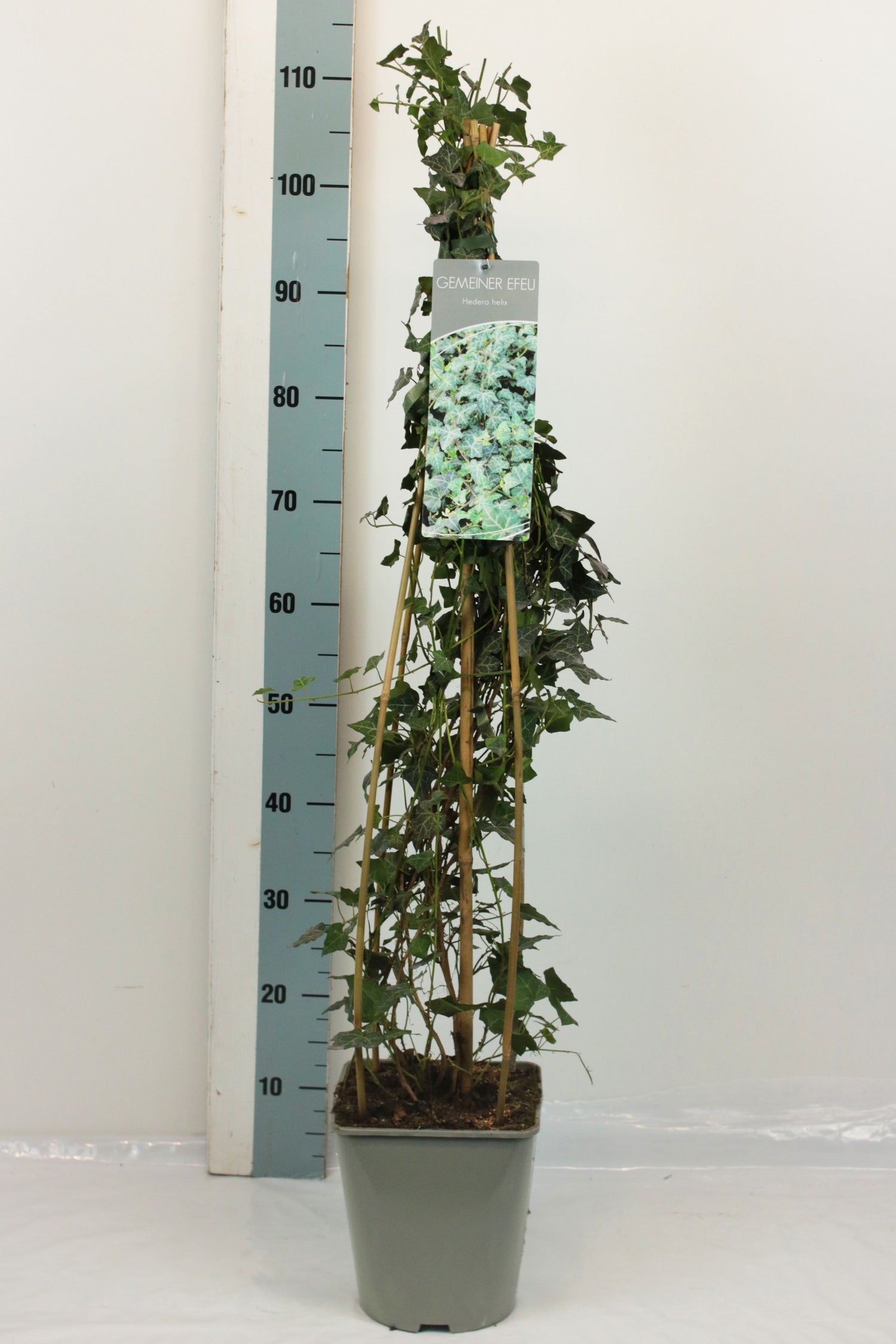 Murgröna helix - C5/P23 80-100 CM