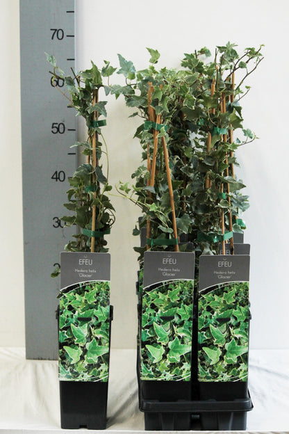 Hedera helix &