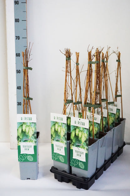 Humulus lup. &