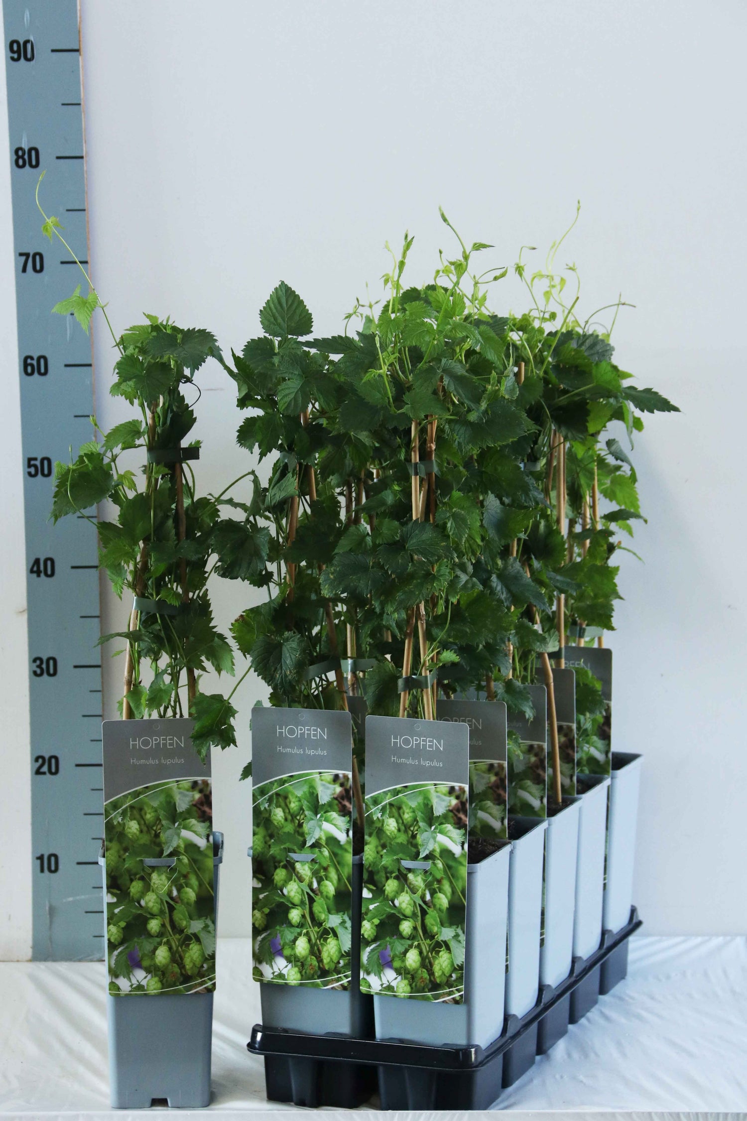 Humulus lupulus C7,5 (7,5 liters kruka) 150-200 cm