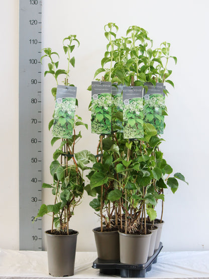 Hydrangea anomala petiolaris C3 (3 liters kruka) / 19 cm kruka 60-80 cm