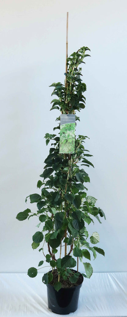 Hydrangea anomala petiolaris C7,5 (7,5 liters kruka) 100-125 cm