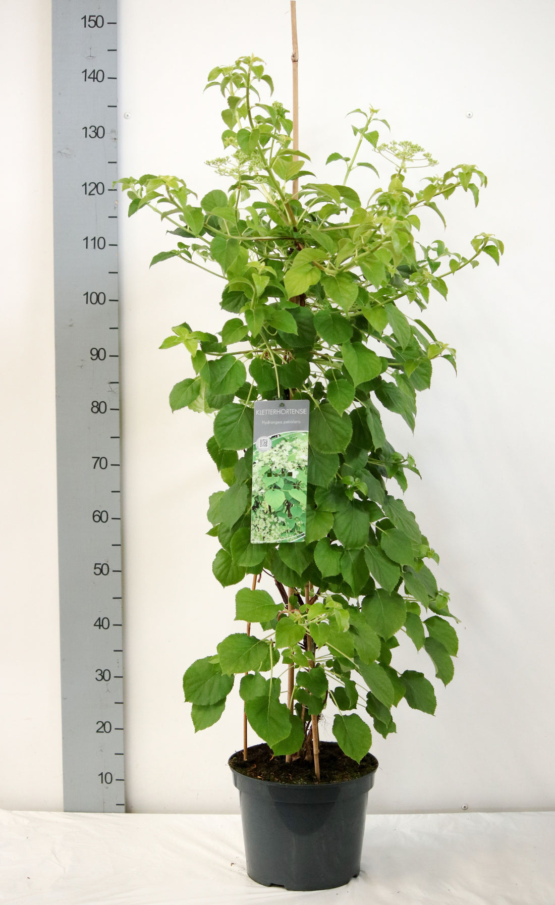 TW-2742272