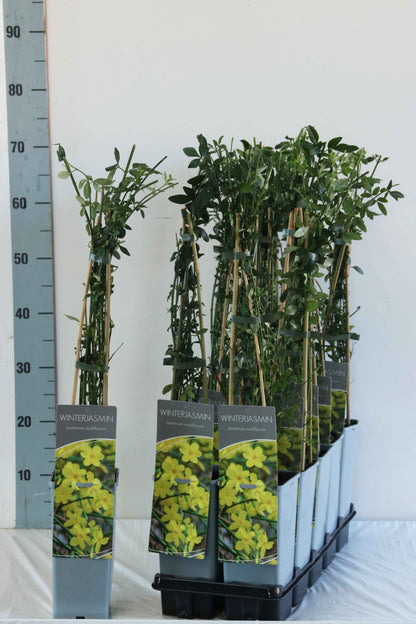 Jasminum nudiflorum (Vinterjasmin) C2 (2 liters kruka) 40-60 cm
