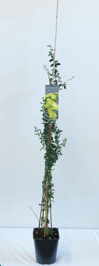 Jasminum nudiflorum C5 (5 liters kruka) 100-125 cm