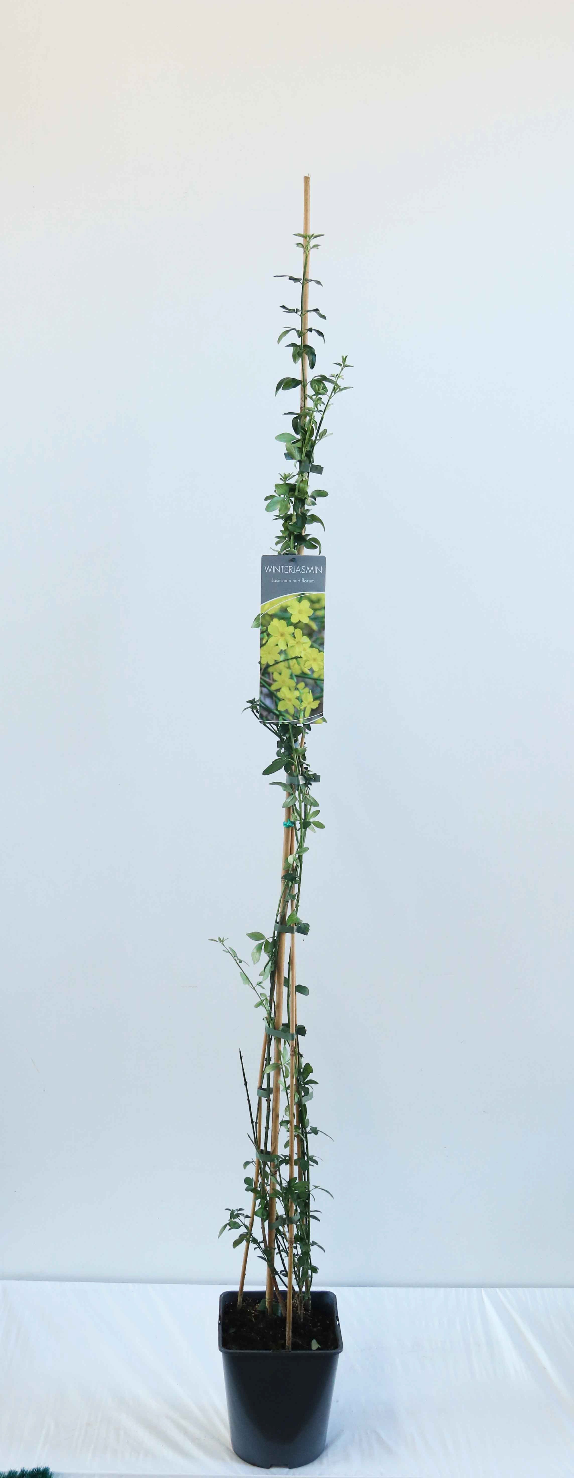 Jasminum nudiflorum C10 (10 liters kruka) 175-200 cm