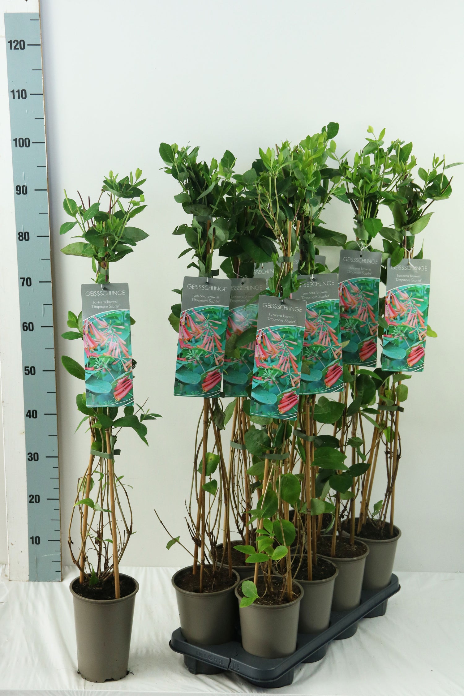 Lonicera brow. &
