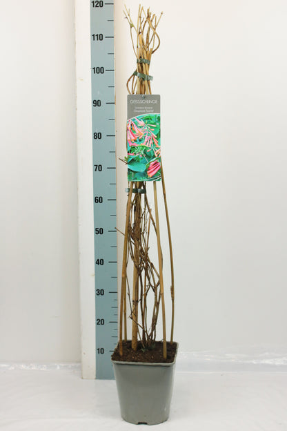 Lonicera brow. &