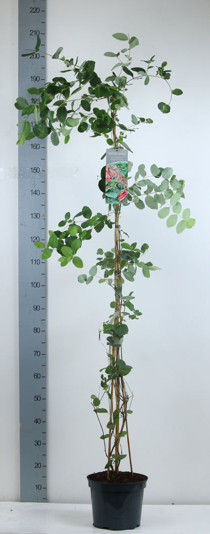 Lonicera brow. &