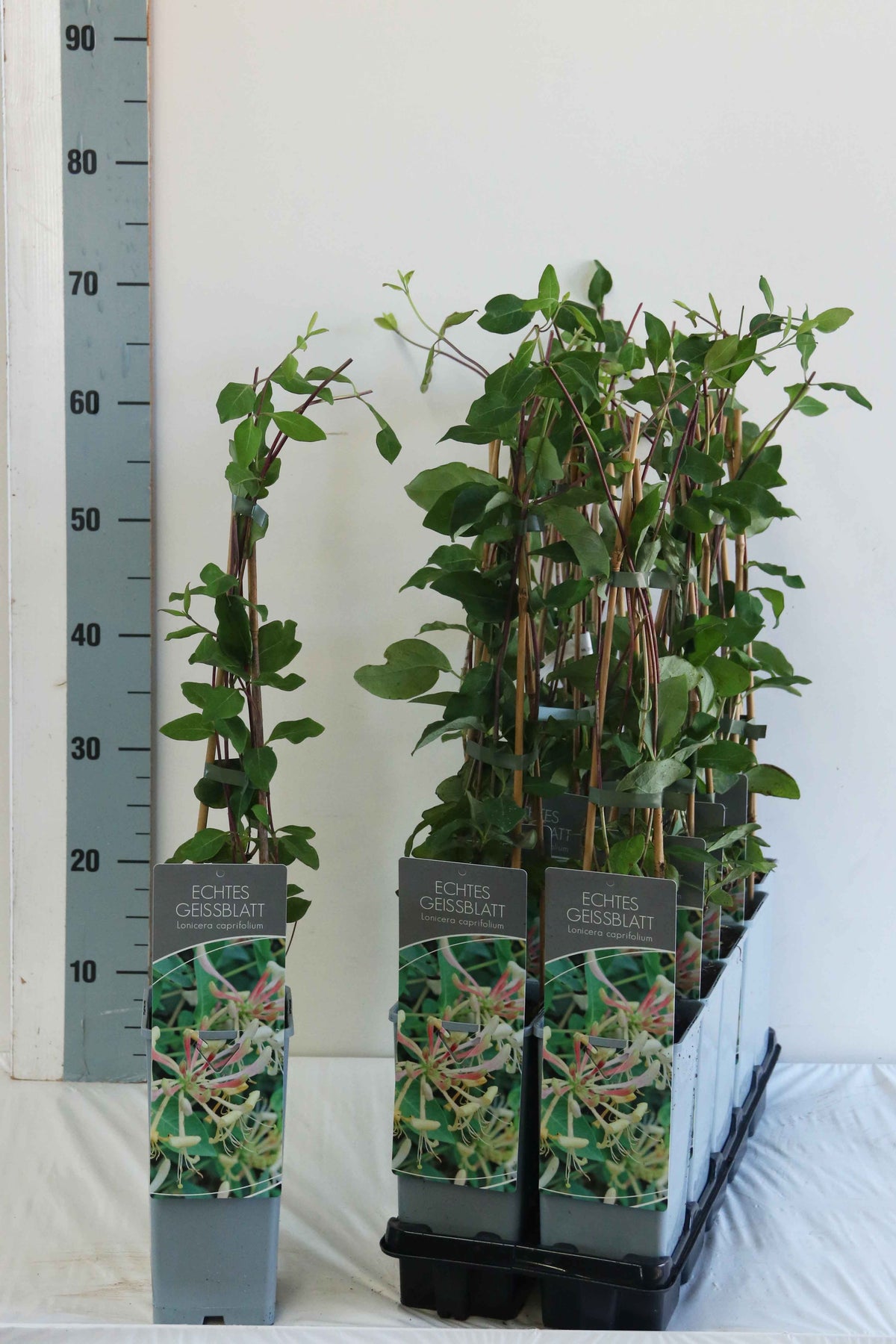 Lonicera caprifolium C7,5 (7,5 liters kruka) 175-200 cm