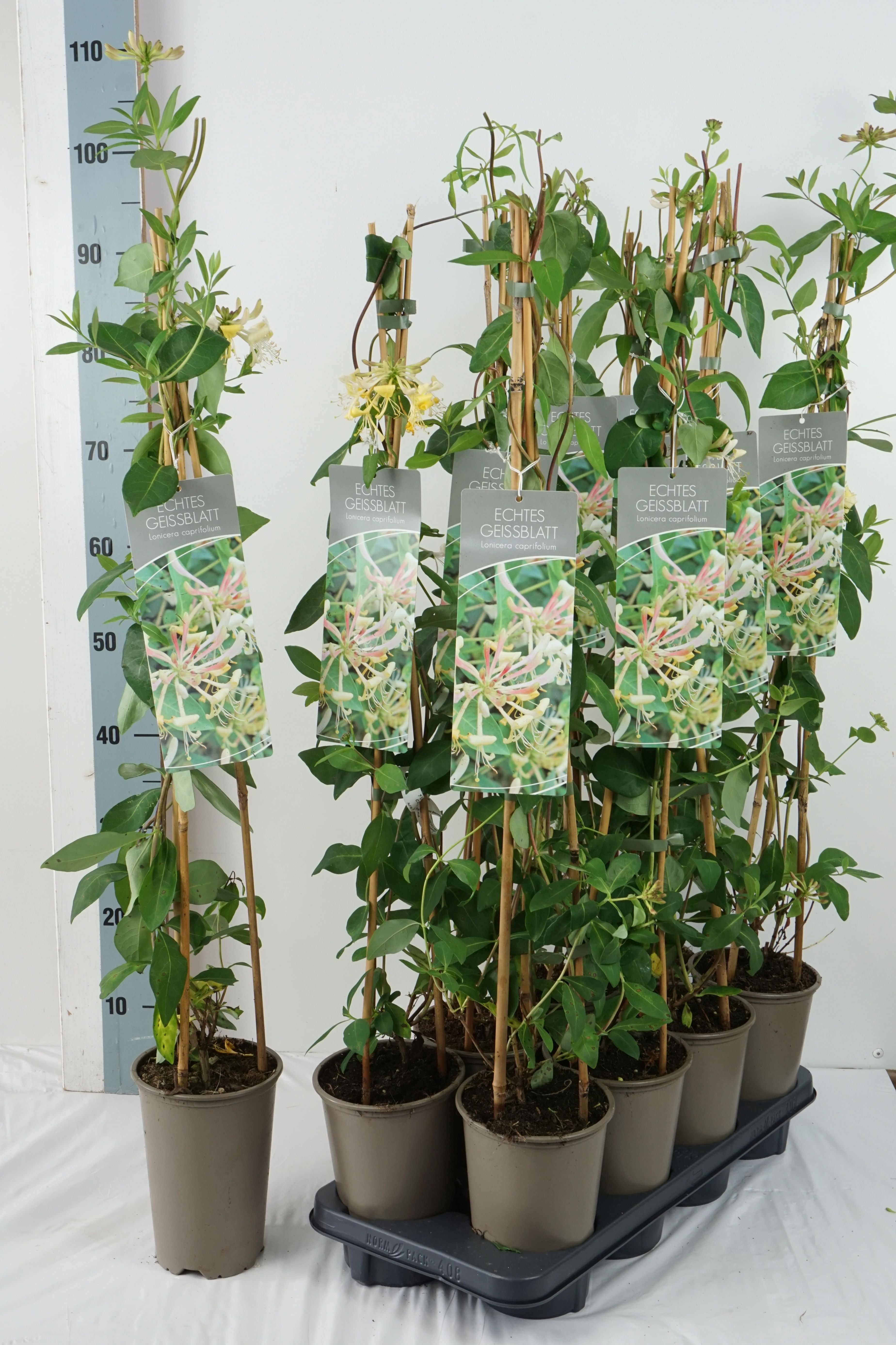 Kaprifol caprifolium - P17 60-100 3-STICK