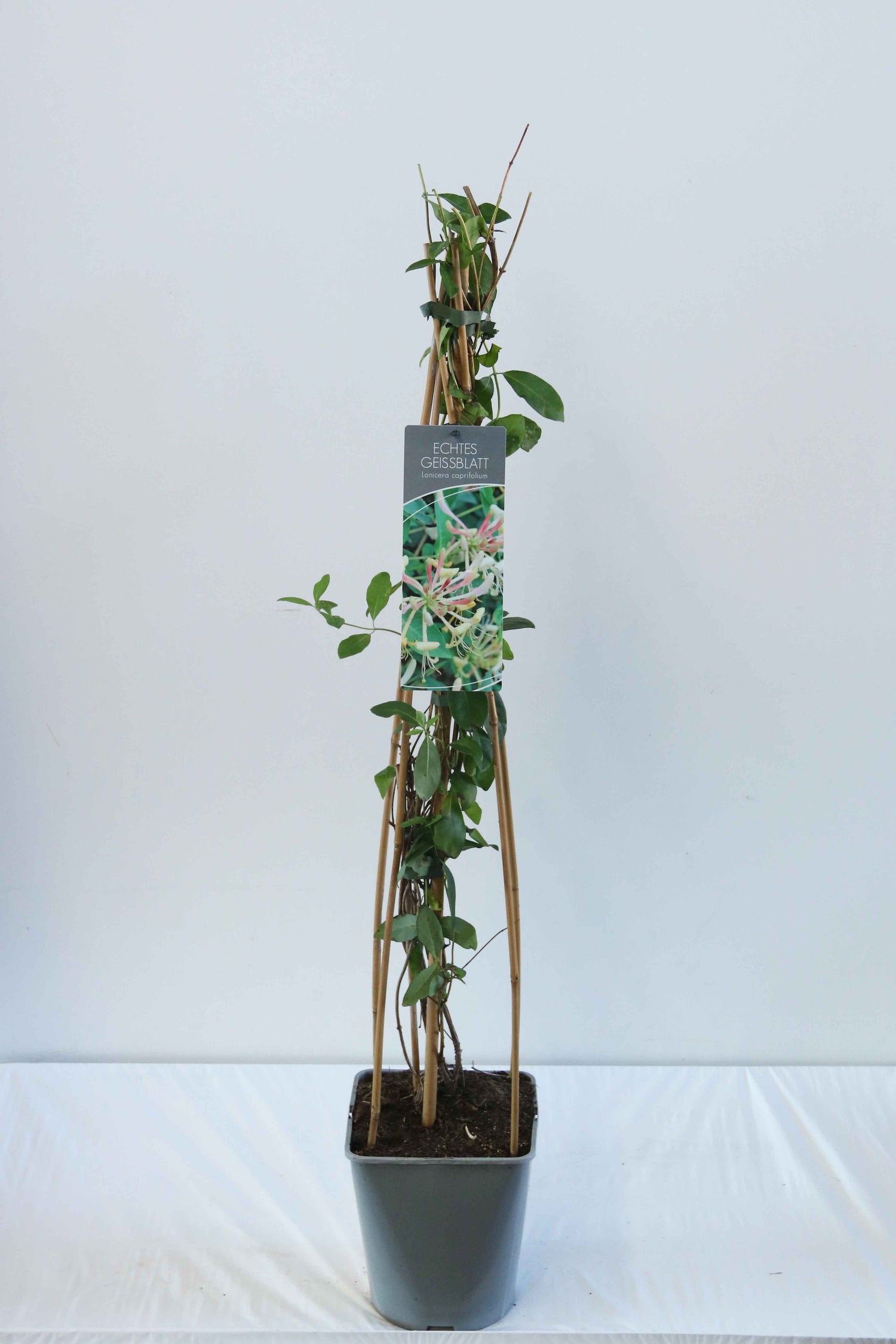 Kaprifol caprifolium - C5/P23 80-100 CM