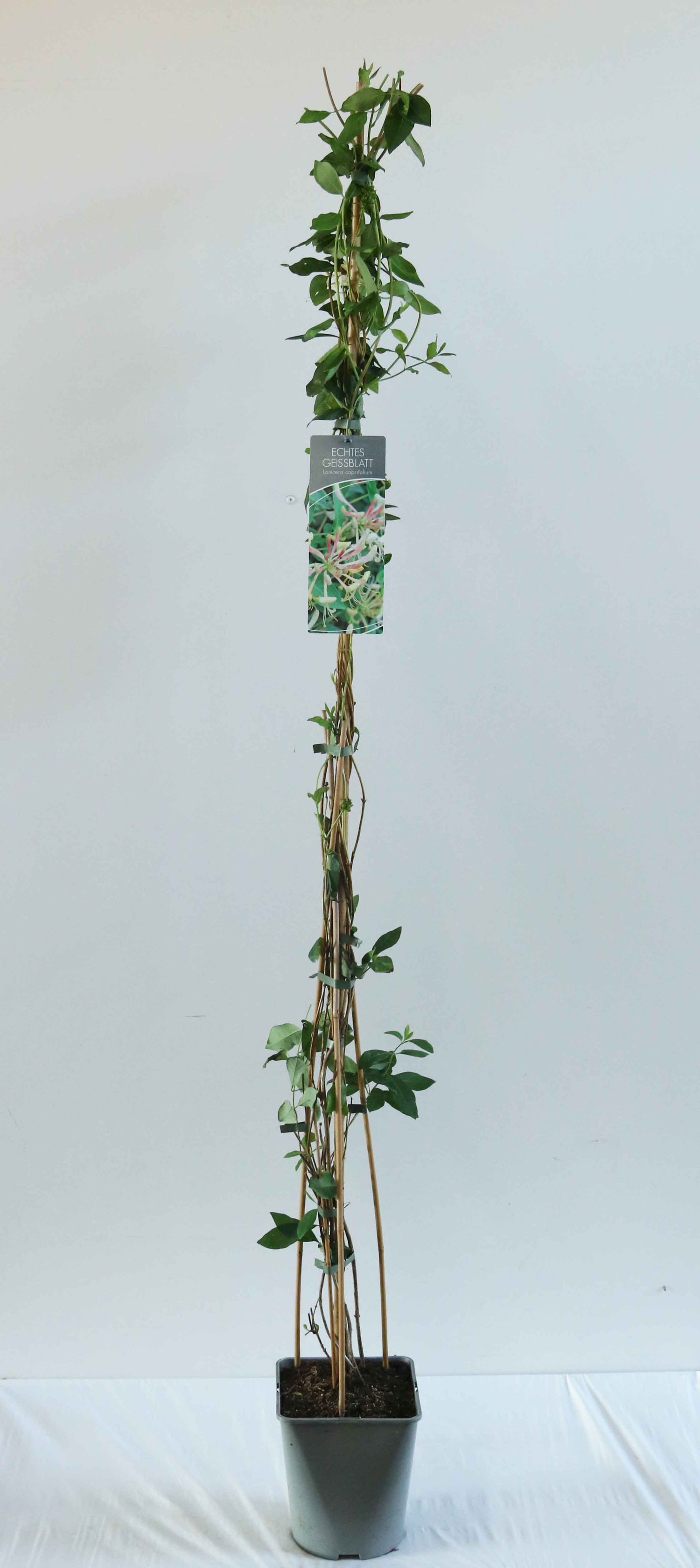Kaprifol caprifolium - C5/P23 100-125 CM