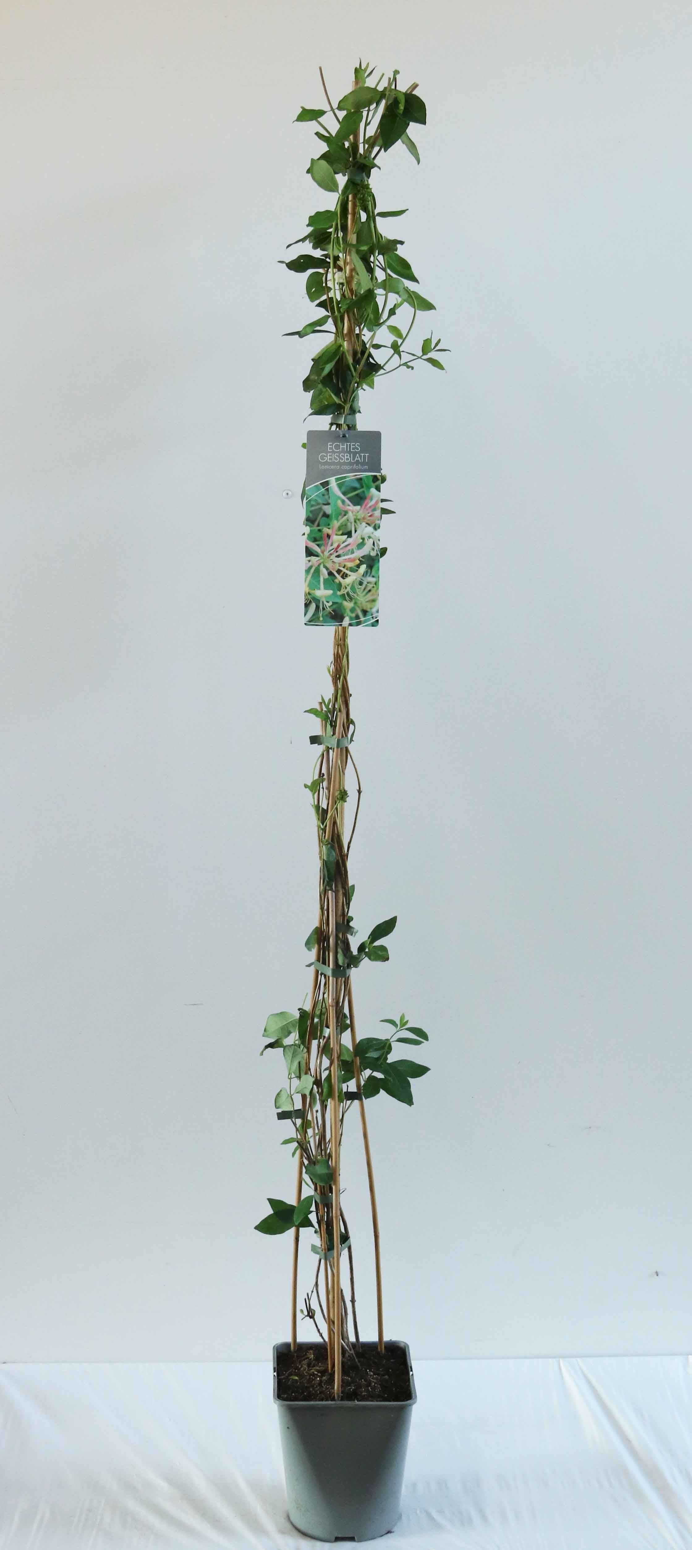 Kaprifol caprifolium - C5/P23 100-125 CM