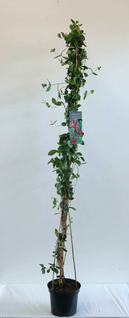 Lonicera heckr. &