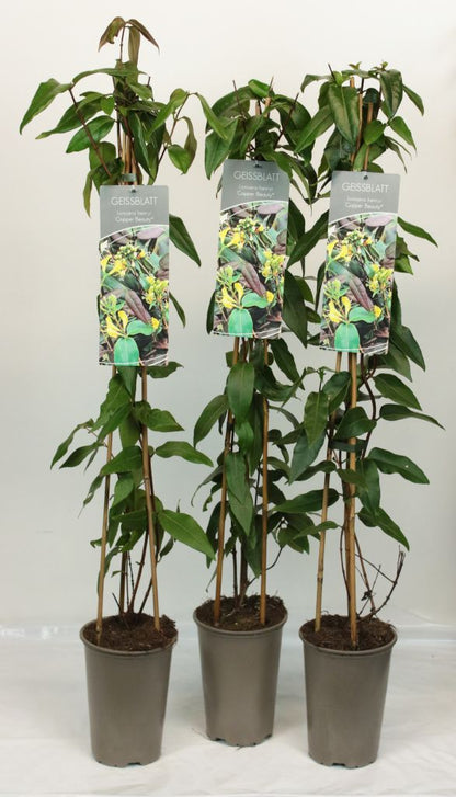 Lonicera henryi &