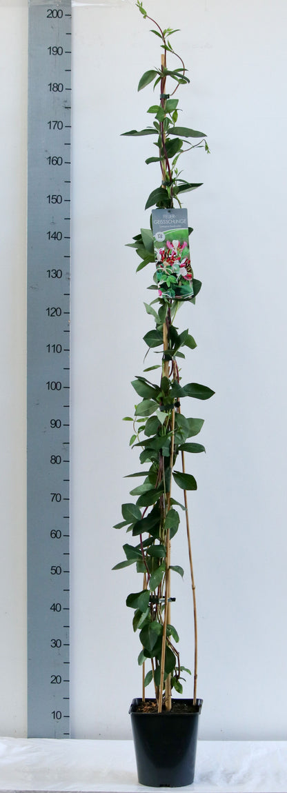 Lonicera heckrottii C5 (5 liters kruka) 100-125 cm