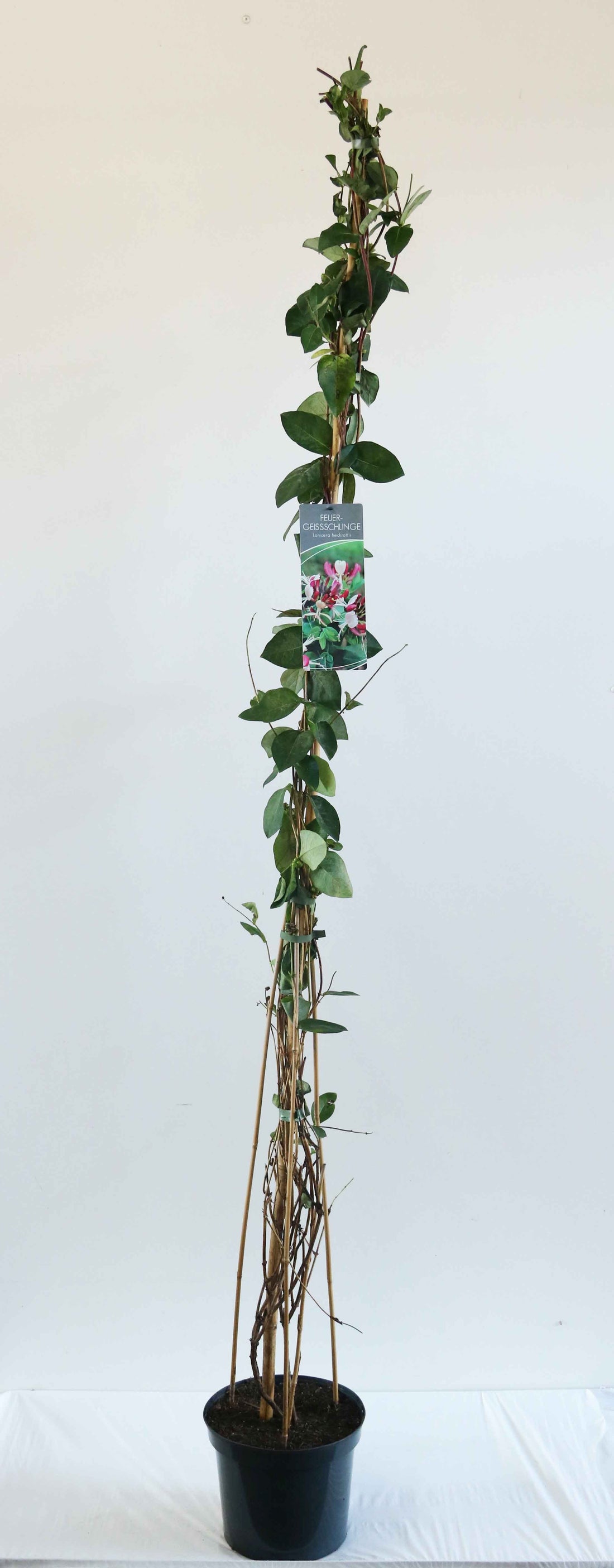 Kaprifol heckrottii - C7,5/P26 150-200 CM