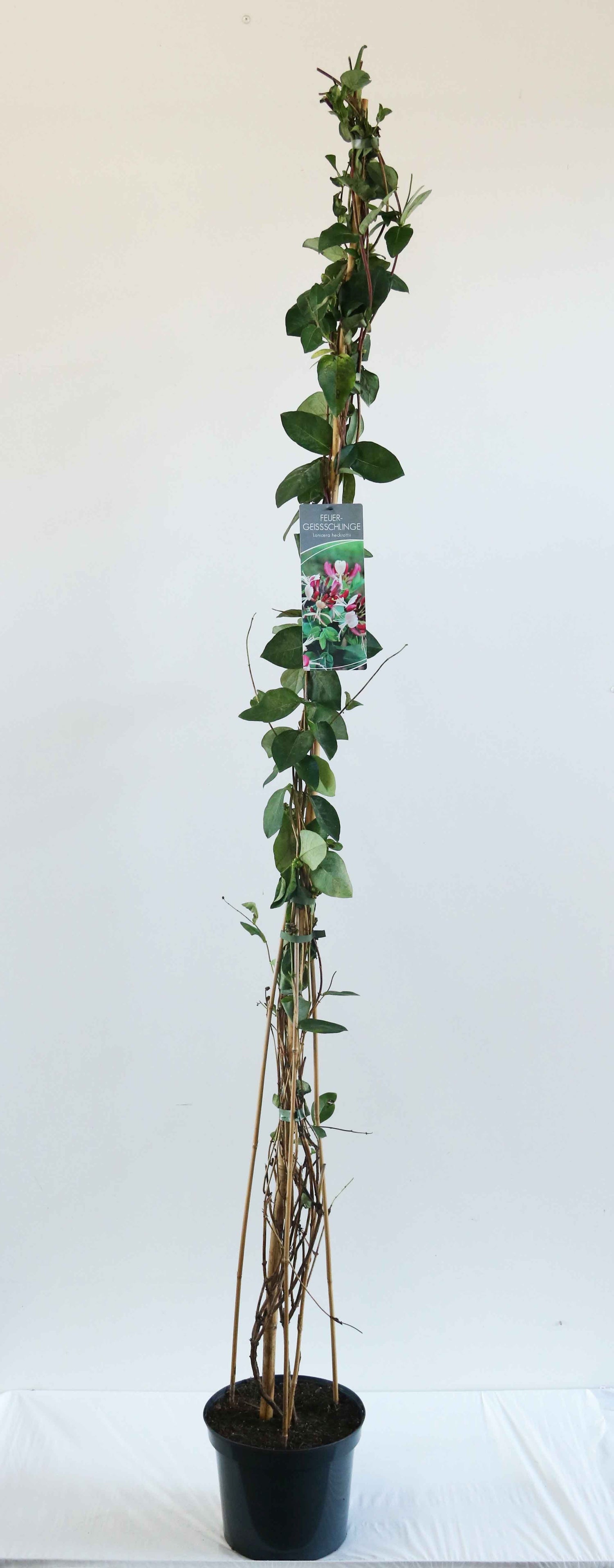 Kaprifol heckrottii - C7,5/P26 150-200 CM