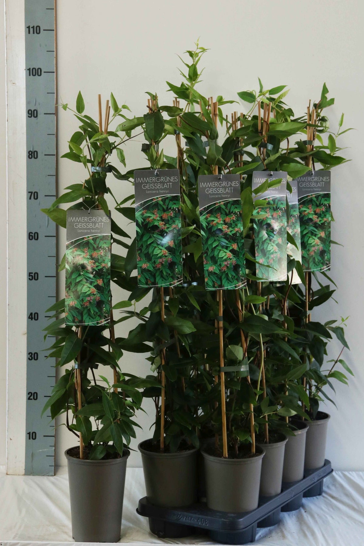 Lonicera henryi C7,5 (7,5 liters kruka) 150-175 cm