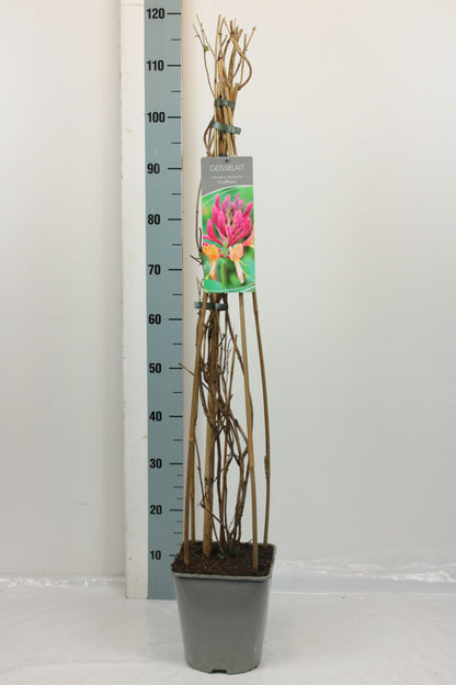 Lonicera heckr. &