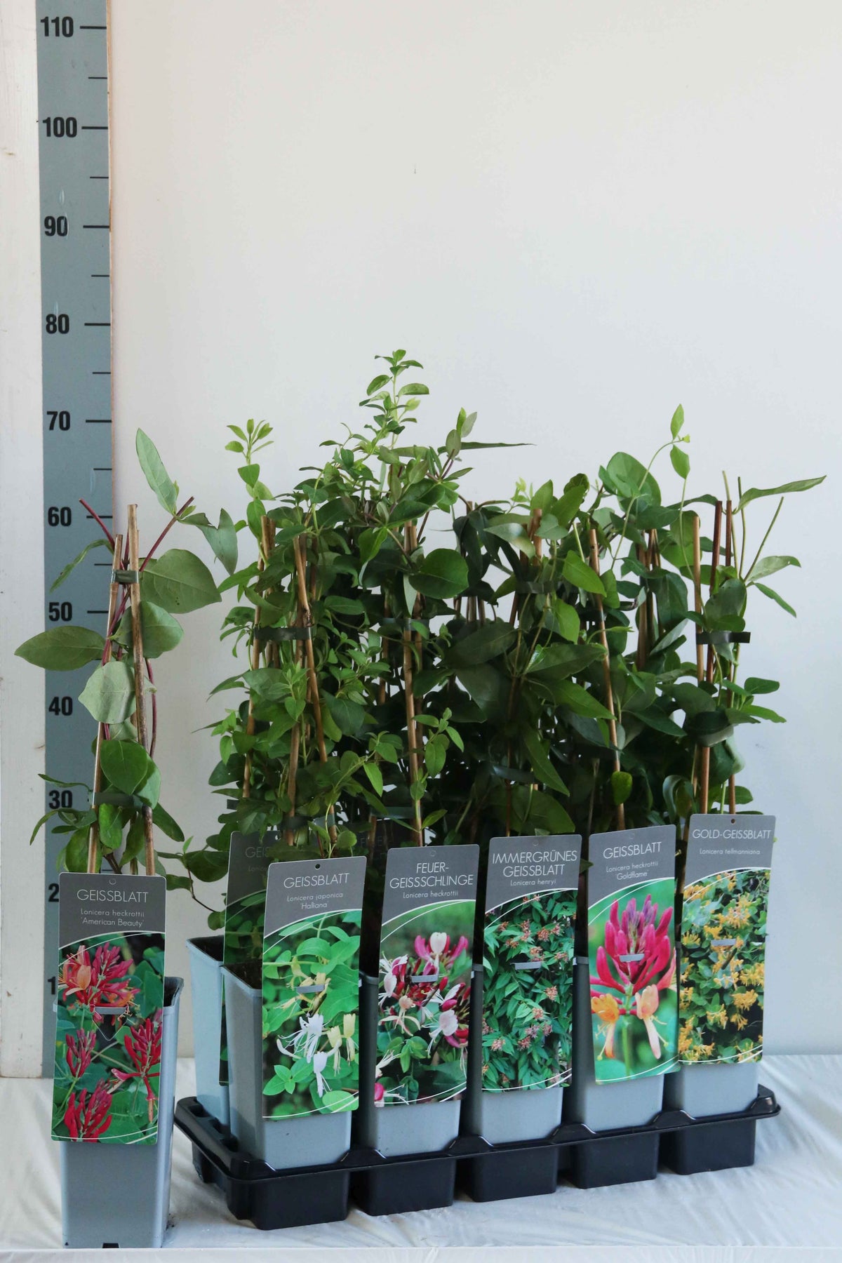 Lonicera i sorter C7,5 (7,5 liters kruka) 150-200 cm