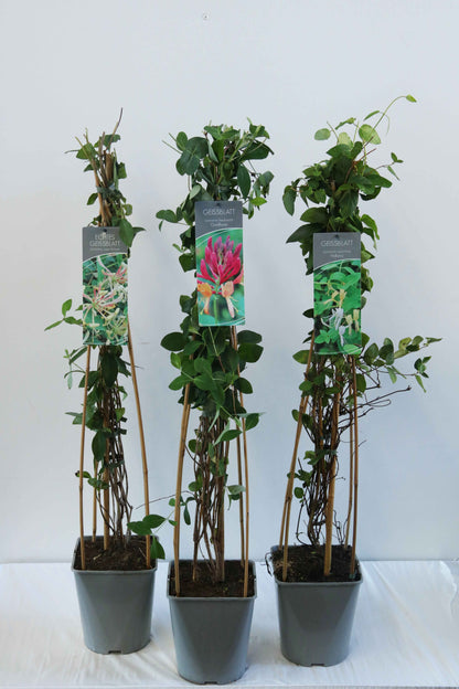 Lonicera i olika sorter - C5 (5 liters kruka) / 23 cm kruka, 80-100 cm